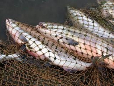 Браконьеры заплатят за каждую пойманную рыбу