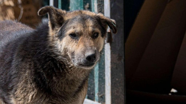 В Симферополе бродячая собака покусала двухлетнего ребенка