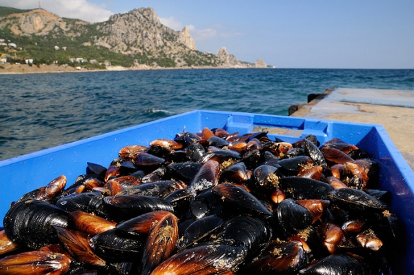 Частная устрично-мидийная ферма в Кацивели может закрыться