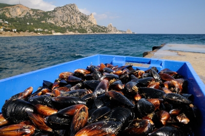 Частная устрично-мидийная ферма в Кацивели может закрыться