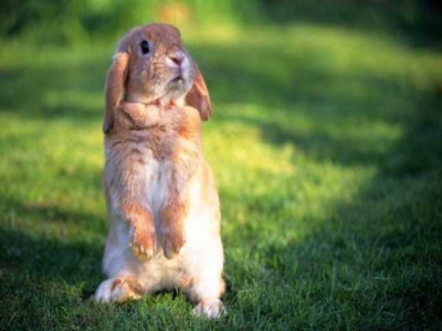 Случай заражения бешенством в Севастополе