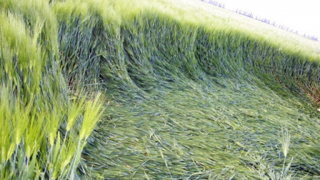 Непогода уничтожила в Крыму 127 га зерновых культур