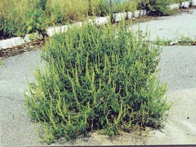 Жители Симферопольского района задыхаются из-за амброзии