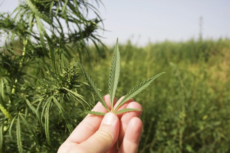 На полях Симферпольского района среди сельхозкультур выросла конопля