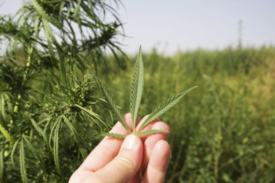 На полях Симферпольского района среди сельхозкультур выросла конопля