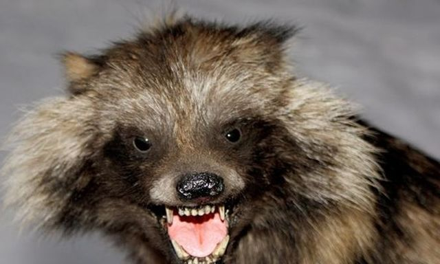 В Феодосии у енотовидной собаки подозревают бешенство