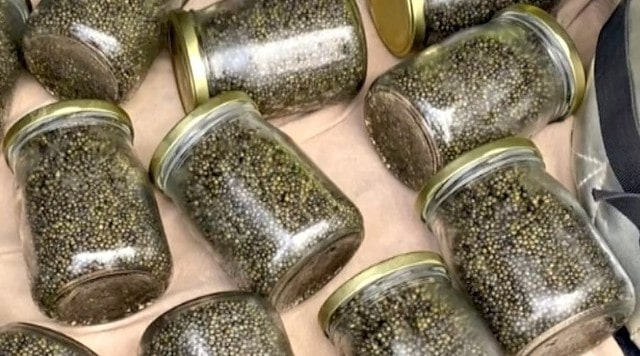 Трое жителей Раздольнеского района незаконно ловили осетровых и торговали икрой