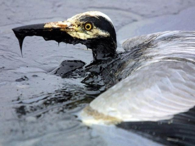 Катастрофа с нефтяными танкерами - пятна мазута дошли до Севастополя