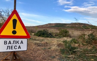 Трасса «Таврида» уничтожила десятки тысяч деревьев