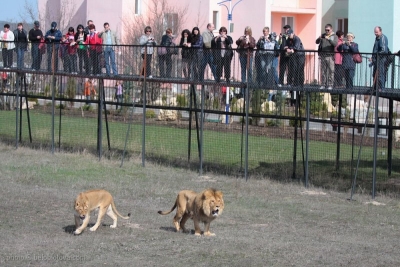 Львы «Тайгана» вышли из вольеров