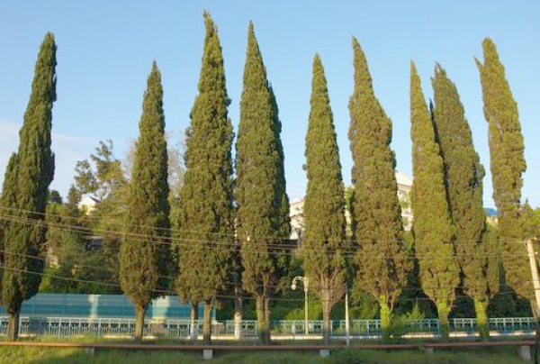 За вырубку многолетних кипарисов заплатили заранее