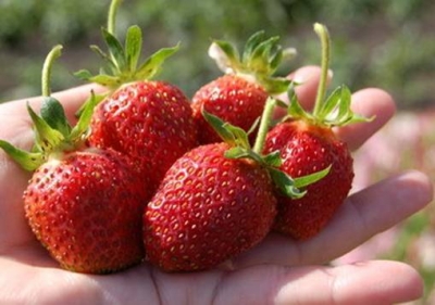 В ожидании пика урожая собственной клубники в Крыму проверят привозную