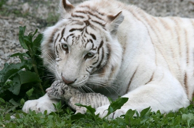 Олег Зубков уже скоро расскажет, откроет ли свои объекты для посещения