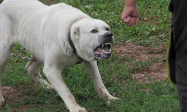 Алабай напал на женщину &ndash; в отношении владельца возбуждено административное дело