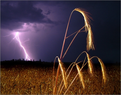 Урожай в Крыму хороший, но комбайнов, чтобы убрать его, не хватает