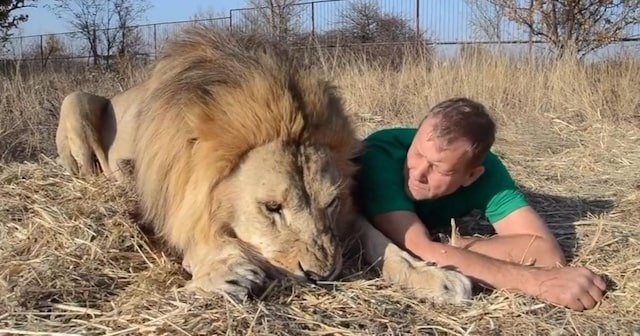 ЧП в парке «Тайган» - лев не хотел нападать на Олега Зубкова?