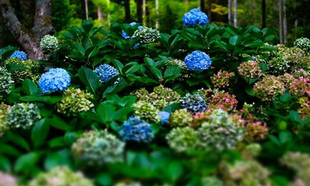 Ботанический сад Крымского университета тестирует редкие культуры