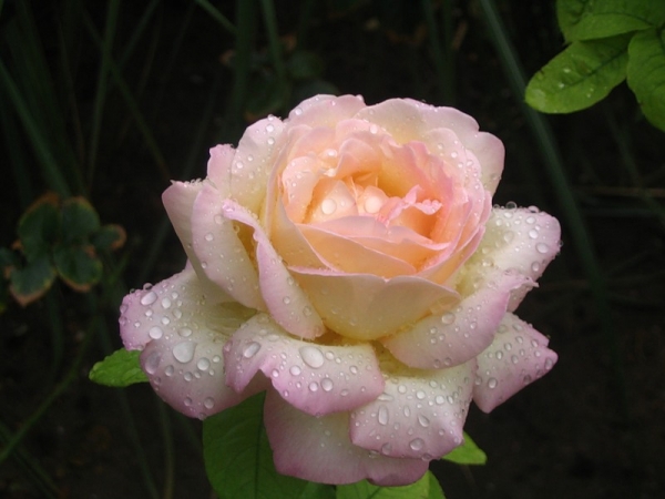 Розовое великолепие крымского сада