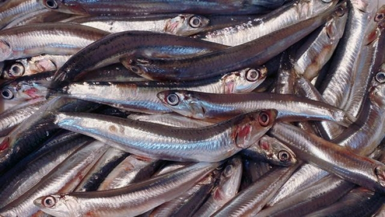 Количество хамсы приближается к критическому порогу – перестарались с выловом