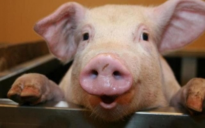 Олег Зубков не верит в африканскую чуму и не дает уничтожить поголовье своей свинофермы