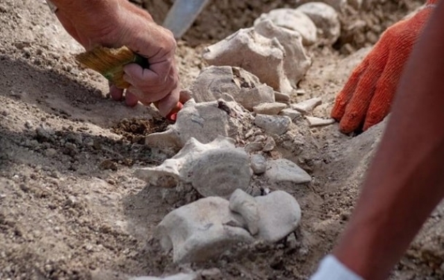 В Кызыл-аул – очередная находка: обнаружен скелет кита, которому 10 млн лет