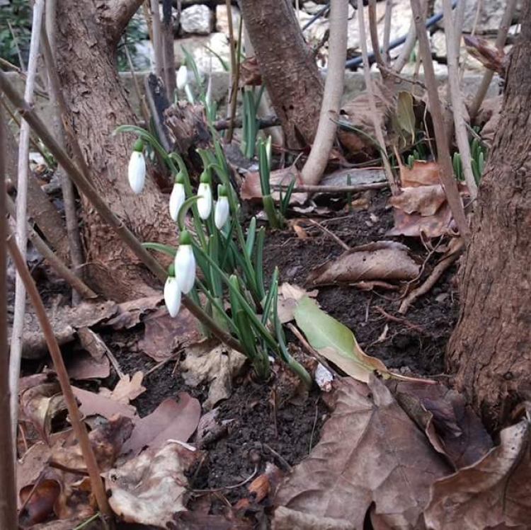 Обладатели имен Валентин и Валентина могут бесплатно полюбоваться на весеннее разноцветье