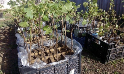 В Крыму планируют вырастить около полумиллиона саженцев винограда сортов бастардо и кокур
