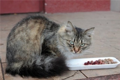 Не удалось оштрафовать старушку