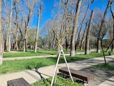 Симферополь лишают его природной растительности