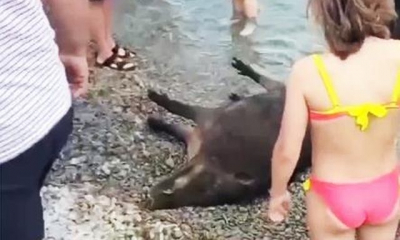На Ялтинский пляж море выбросило тушу дикого кабана