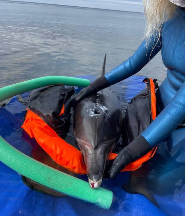 Спасенного в Заозерном дельфина скоро выпустят в море