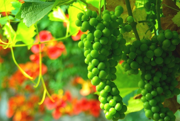 Крымским аграриям дадут денег на посадку виноградников