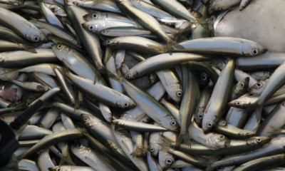 В Крыму на 20% снизился объем выловленной рыбы