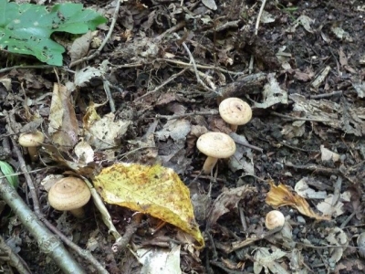 Всю ночь спасатели искали в горах группу туристов, наевшихся диких грибов