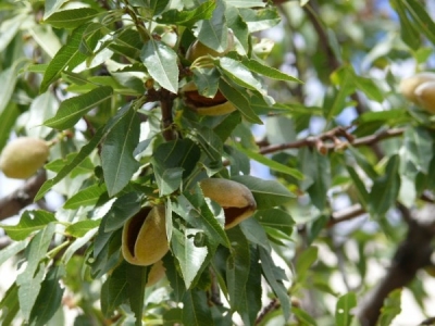 В Севастополе уничтожили рощу фисташковых деревьев, занесенных в Красную книгу