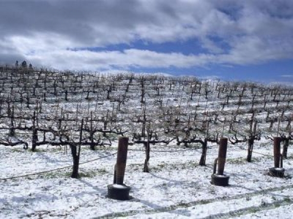 В Крыму виноградники и сады пострадали от заморозков