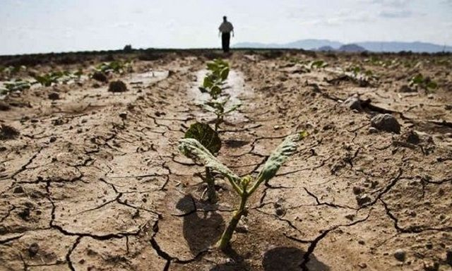 В восьми районах Крыма из-за засухи введен режим чрезвычайной ситуации