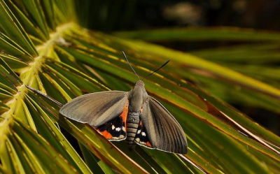 В Алуште южноамериканская бабочка уничтожает пальмы