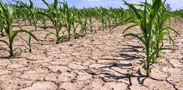 На крымских полях недостаточно влаги – надежда на майские осадки