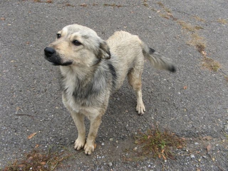 В Севастополе не знают, что делать с бродячими животными – их развелось слишком много