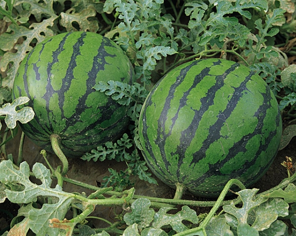 Вместо рыбы – арбузы растут теперь в Крымских прудах