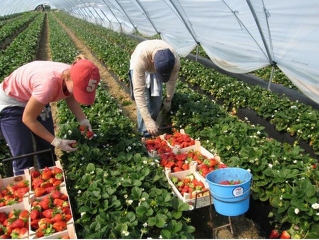 В теплицах Крыма начался сбор клубники
