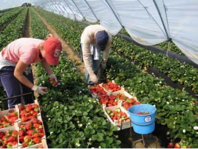 В теплицах Крыма начался сбор клубники