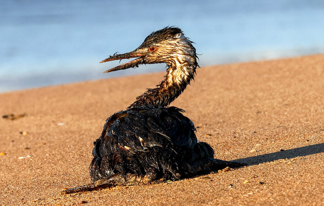 Курортный сезон в Крыму - специалисты учат, как не отравиться нефтепродуктами