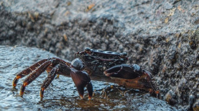 На побережье возле Керчи выбросило сотни мертвых крабов