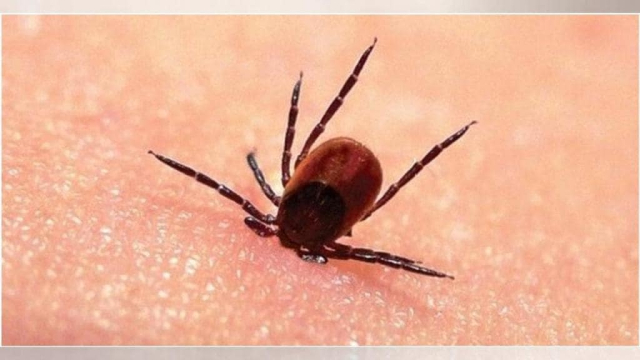 На полуострове зафиксированы первые случаи заражения болезнью Лайма