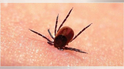 На полуострове зафиксированы первые случаи заражения болезнью Лайма