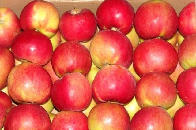 Аграрии полностью обеспечили жителей полуострова яблоками