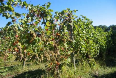 Сельское хозяйство полуострова оказалось на грани коллапса