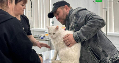 В Севастополе нашли кота, пропавшего во время взрыва в доме